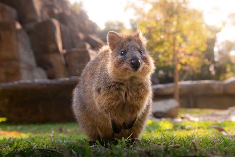 Excursión al Australia Zoo