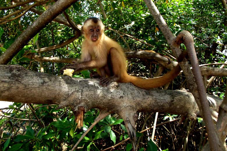 Excursión a Atins en lancha rápida