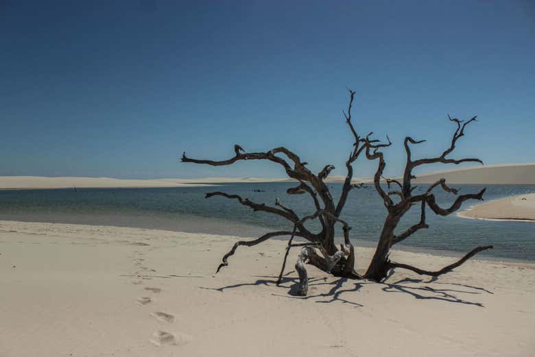 Ruta privada de trekking desde Barreirinhas hasta Atins