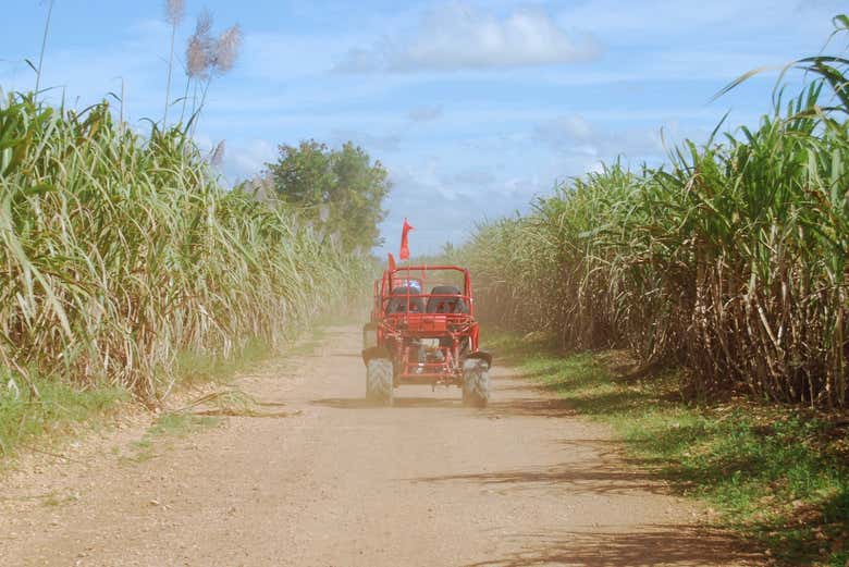Tour en buggy o quad por los campos de azúcar