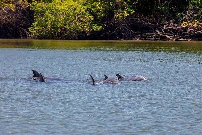 Excursión a Puerto El Morro con avistamiento de delfines - Galería 1