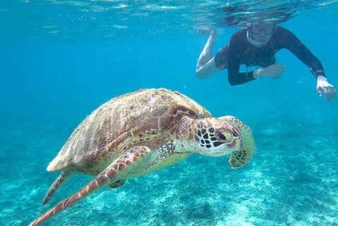 Nado con tortugas en Los Órganos y Vichayito - Galería 1