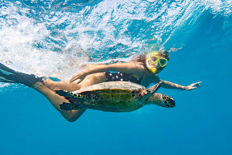 Nado con tortugas en Los Órganos y Vichayito - Galería 2