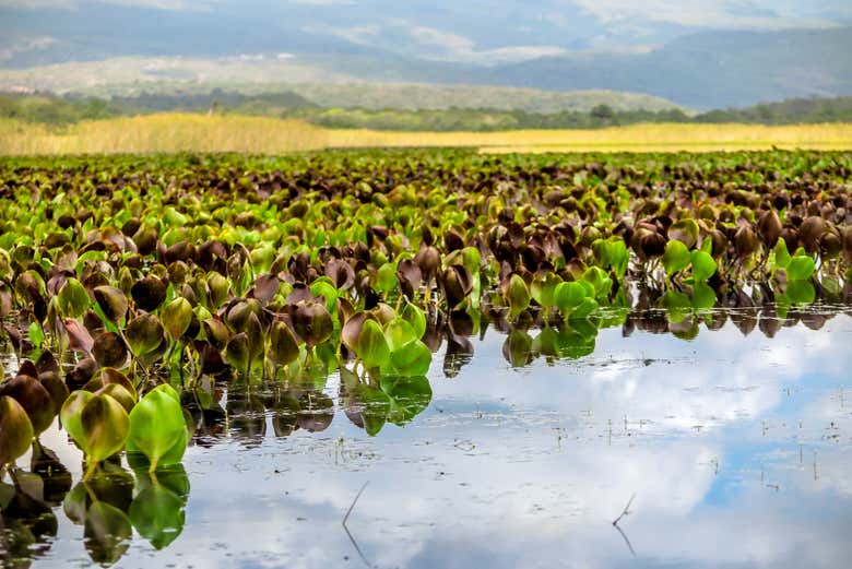 Excursión al Pantanal de Marimbus y al río Roncador