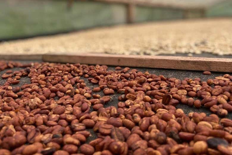 Visita a la finca El Ocaso