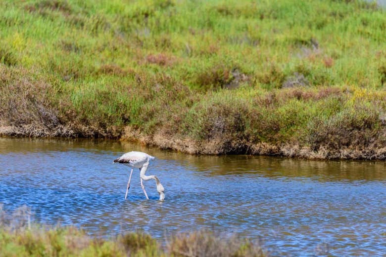 Excursión al Delta del Ebro + Paseo en barco
