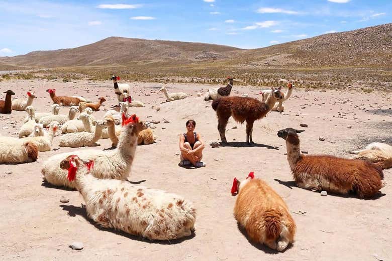 Excursión privada desde Arequipa - Galería 2