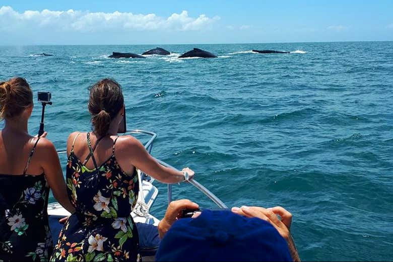 Avistamiento de ballenas en el archipiélago de las Perlas