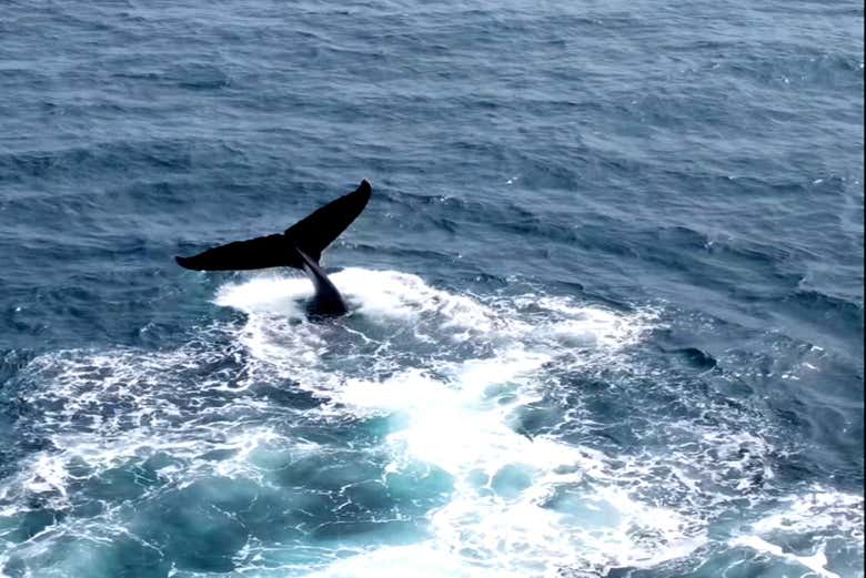 Avistamiento de ballenas en el archipiélago de las Perlas