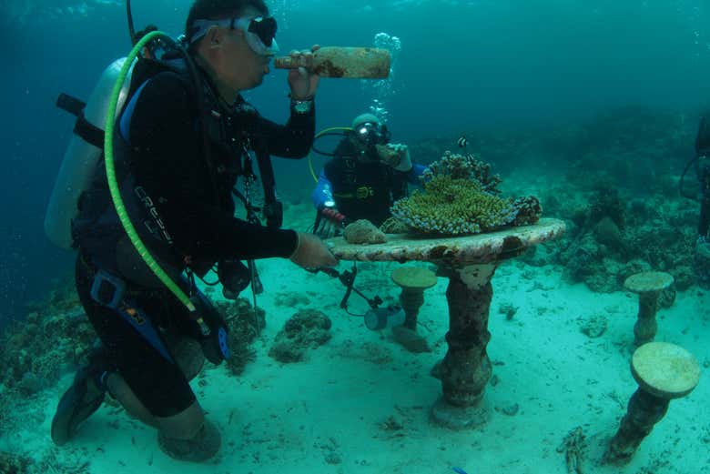 Buceo en Moalboal