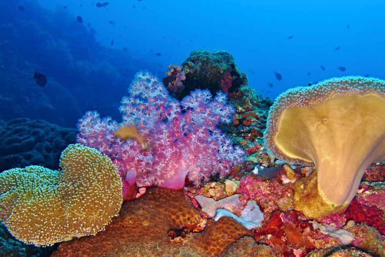 Bautismo de buceo en Moalboal