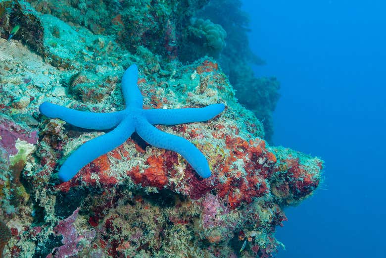 Curso de buceo PADI Open Water