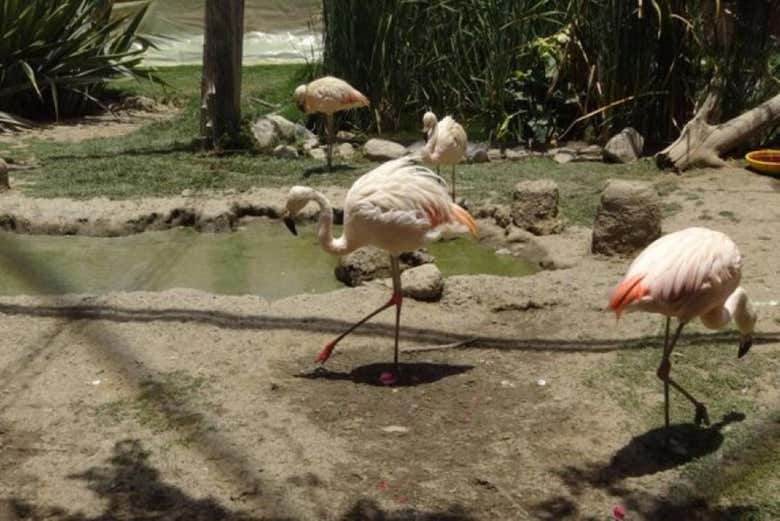 Excursión a Agroflori y Villa Albina