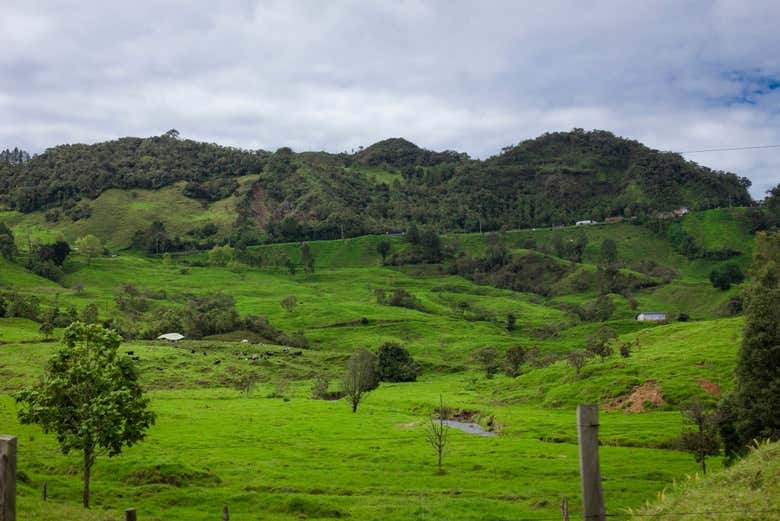 Excursión privada a Córdoba, Pijao y Buenavista