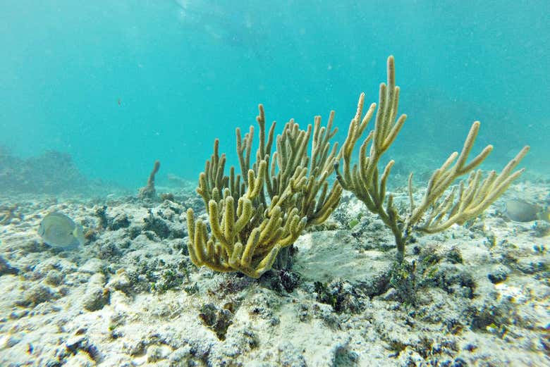 Snorkel en Puerto Morelos
