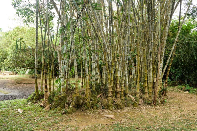 Excursión privada a Kalutara y finca Lunuganga