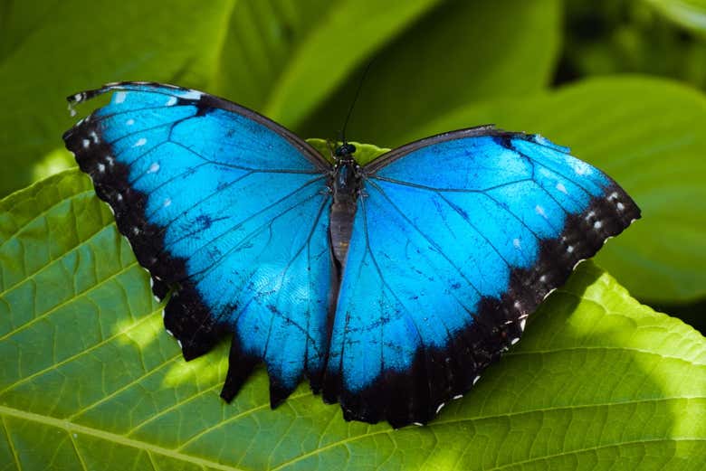 Excursión al mariposario Andoke + Cristo Rey