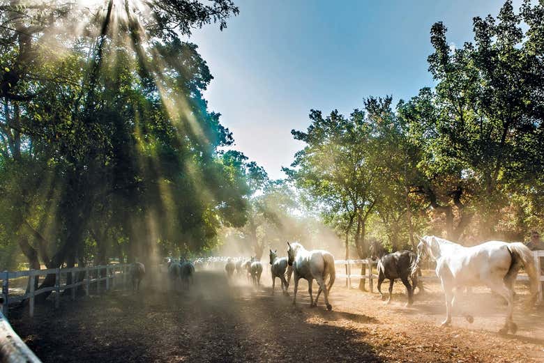 Excursión a Lipica y cuevas de Skocjan