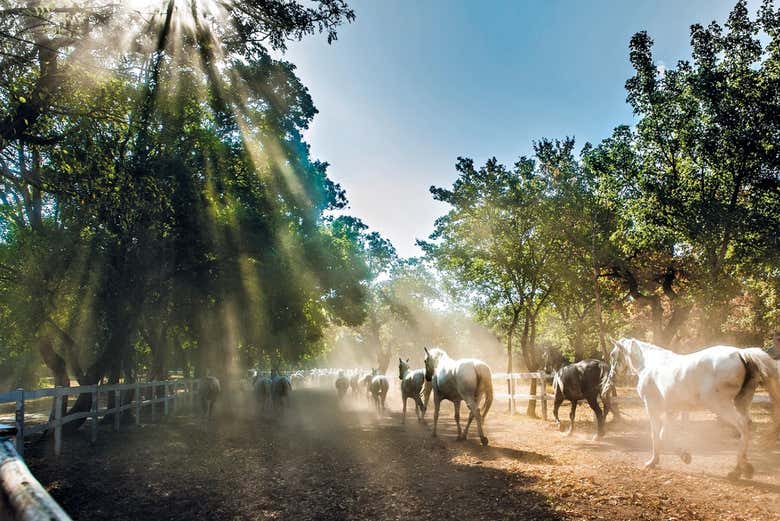 Excursión a Lipica y cuevas de Skocjan