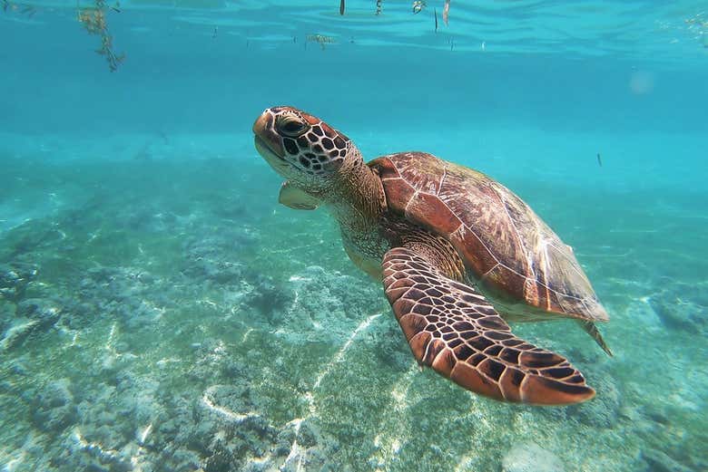 Snorkel en Moalboal