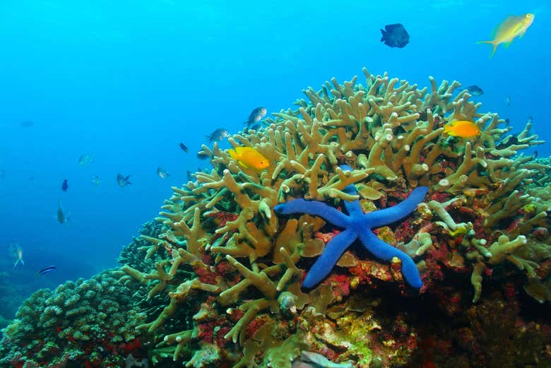 Snorkel en Moalboal