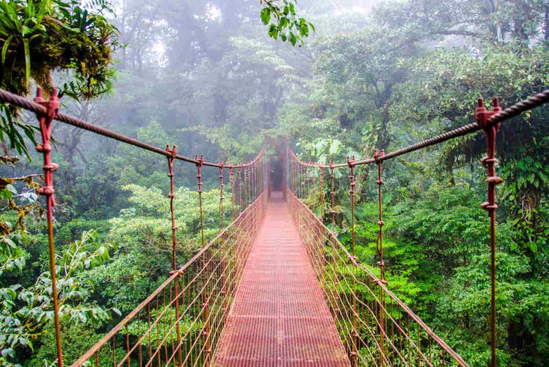 Excursión a los puentes colgantes de Monteverde