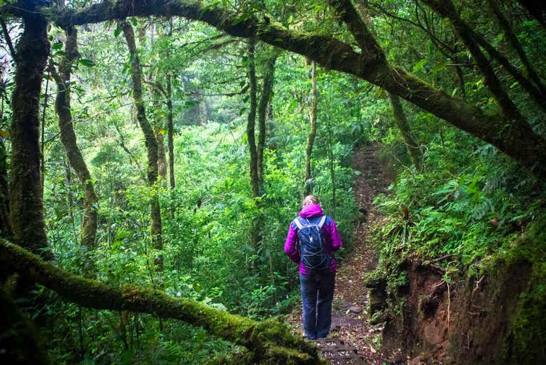 Excursión a los puentes colgantes de Monteverde