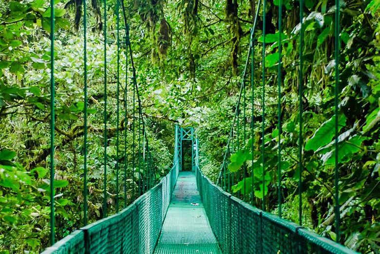 Excursión a los puentes colgantes de Monteverde