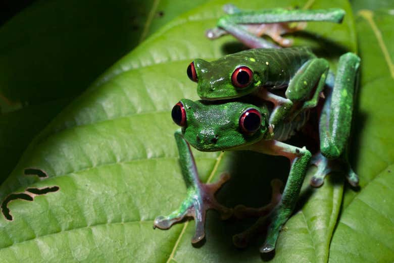 Senderismo nocturno con avistamiento de ranas