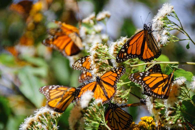 Excursión al santuario de mariposas monarca El Rosario
