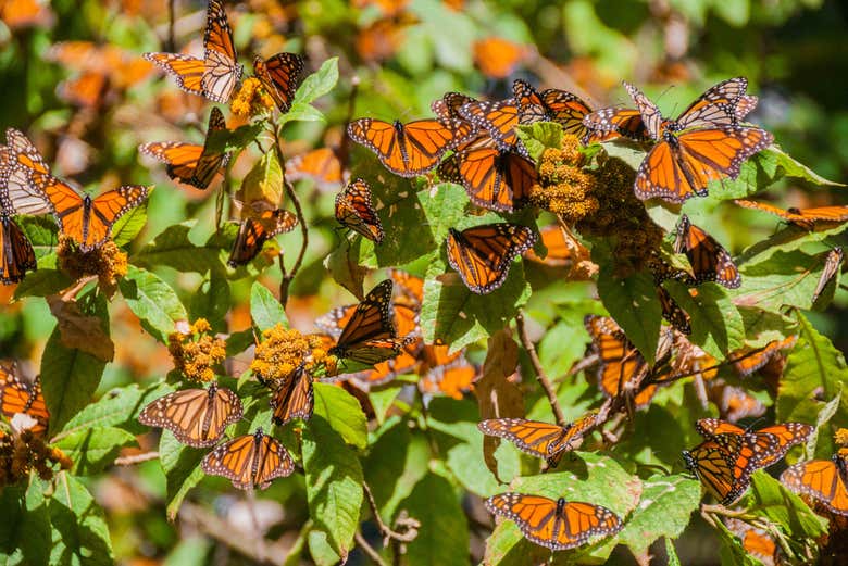 Excursión al santuario de mariposas monarca El Rosario