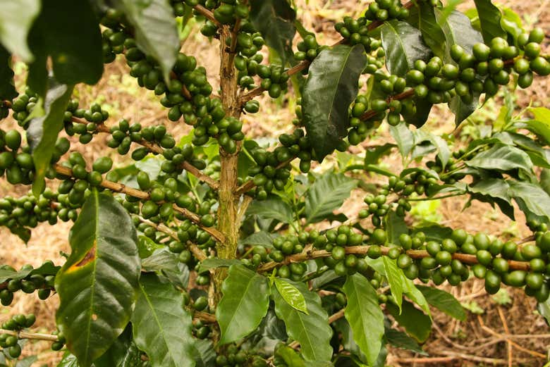 Tour por las plantaciones de café del Quindío