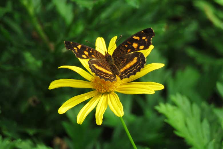 Tour por el Jardín Botánico del Quindío