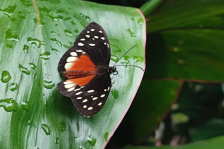 Tour por el Jardín Botánico del Quindío