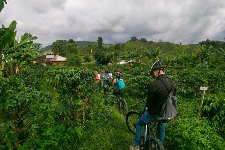 Tour del café en bicicleta