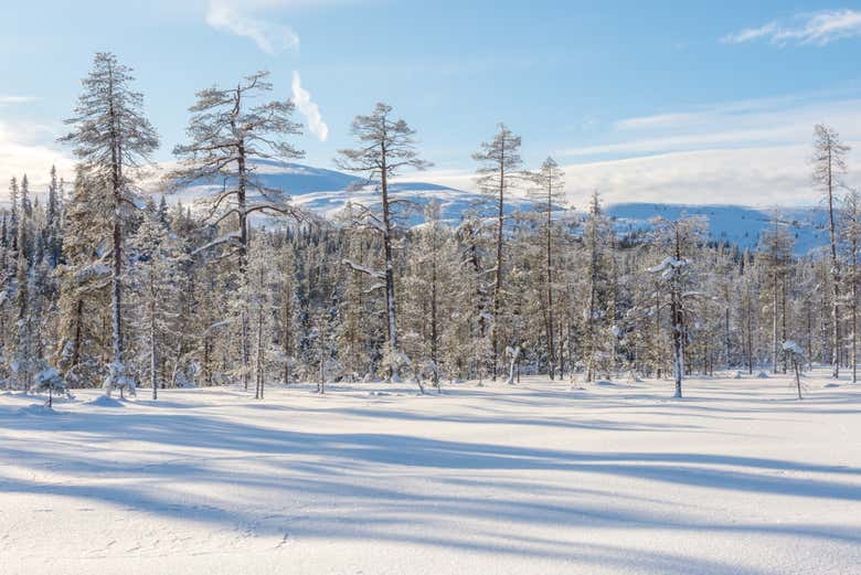 Paseo en moto de nieve bajo la aurora boreal