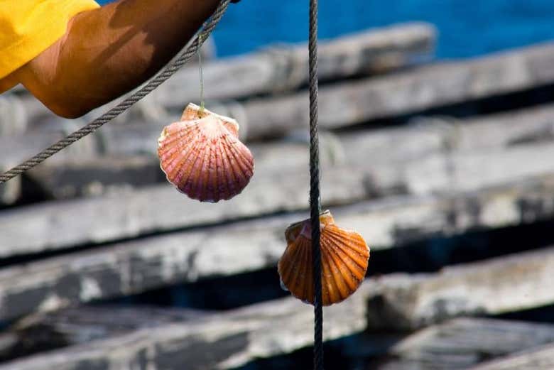 Paseo en barco por la ría + Degustación de mejillones