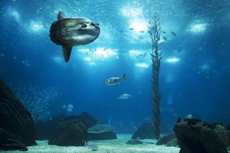 Entrada al Oceanario de Lisboa