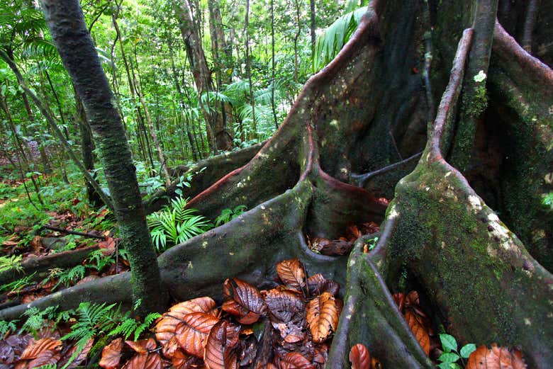 Senderismo por la selva de San Cristóbal