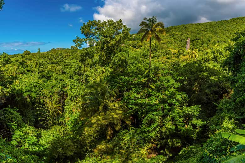 Senderismo por la selva de San Cristóbal - Galería 1