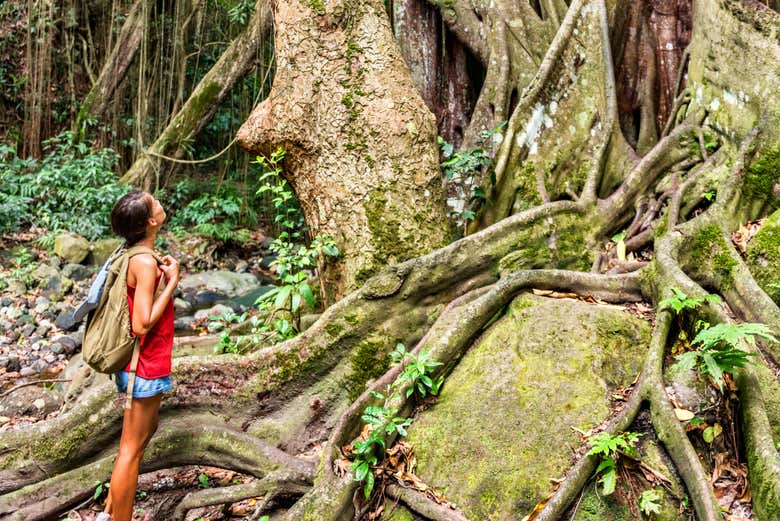Senderismo por la selva de San Cristóbal
