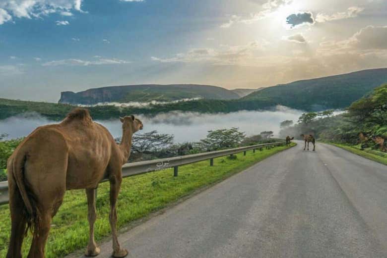 Tour privado por el oeste de Salalah