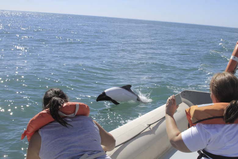 Avistamiento de delfines en Puerto Rawson