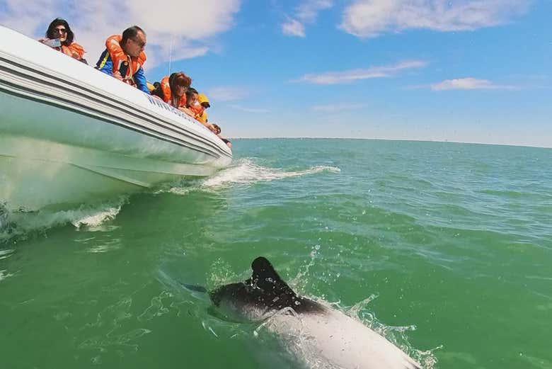 Avistamiento de delfines en Puerto Rawson