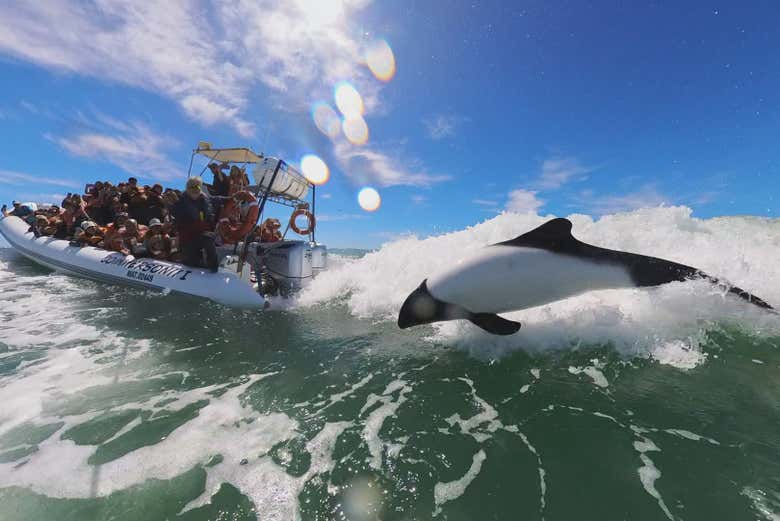 Avistamiento de delfines en Puerto Rawson