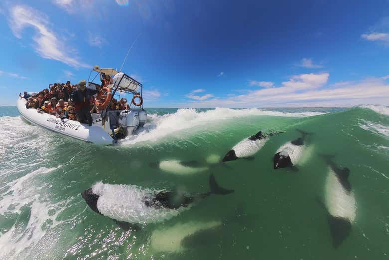 Avistamiento de delfines en Puerto Rawson