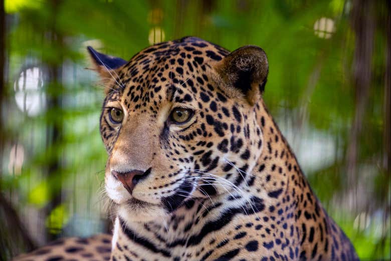 Excursión al santuario de jaguares de Cockscomb - Galería 1