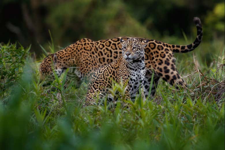 Excursión al santuario de jaguares de Cockscomb - Galería 2