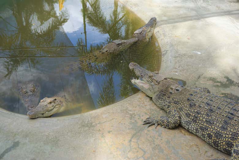 Excursión a Crocodile Park + Tribu K’Mindanawan - Galería 1