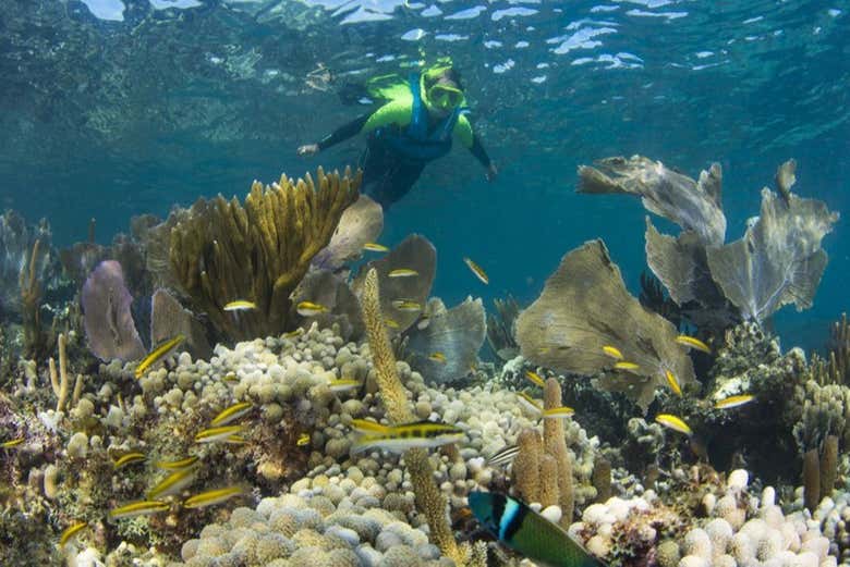 Snorkel en el MUSA